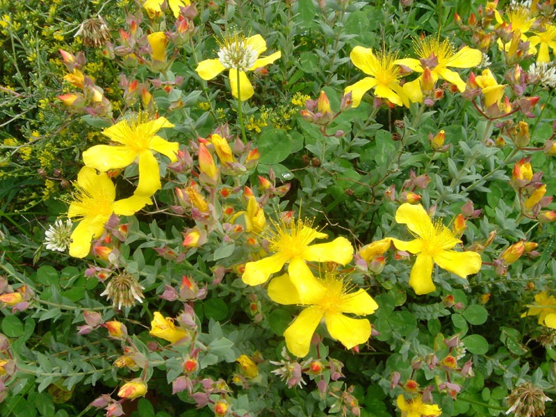 Hypericum olympicum photo